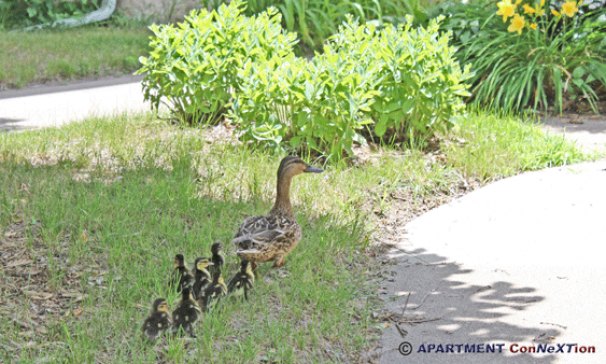 Friendly Duck Family Visitors