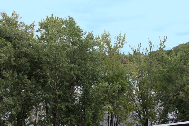 La Crosse River Marsh View