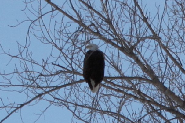 Bonus! Eagle in Tree (enlarged from exterior photo)